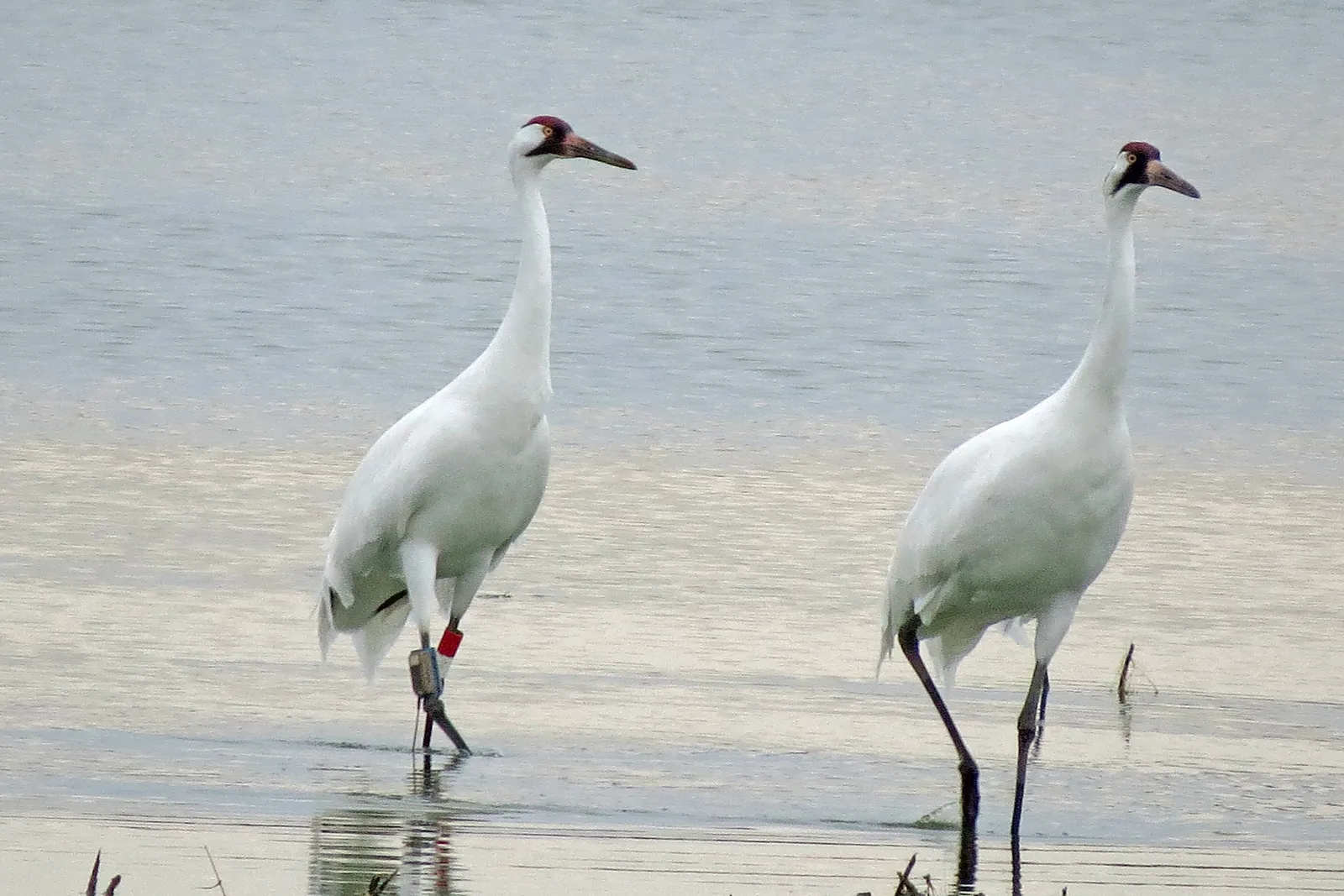 8. Climate change is rewriting the rules under their feet (Whooping Cranes Lake Andes Wetland Management District South Dakota, Public domain)