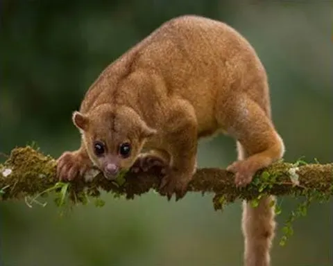 3. Kinkajou: The Honey Bear of the Canopy (Image Credits: Wikimedia)