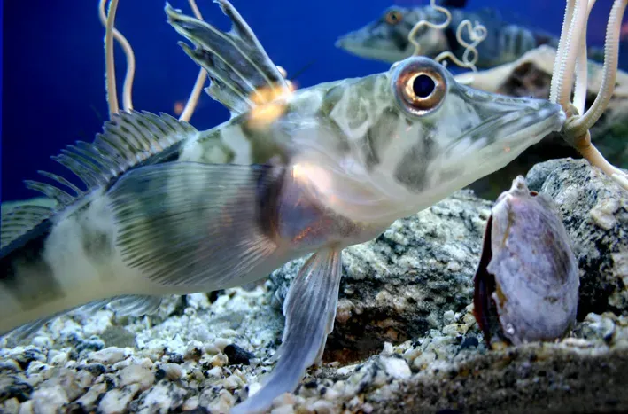 7. Antarctic Icefish and Their Antifreeze Blood (Copyrighted free use)