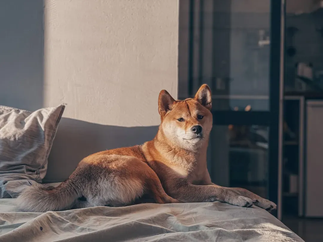 8. Shiba Inu: The Feline-Like Canine (Image Credits: Unsplash)
