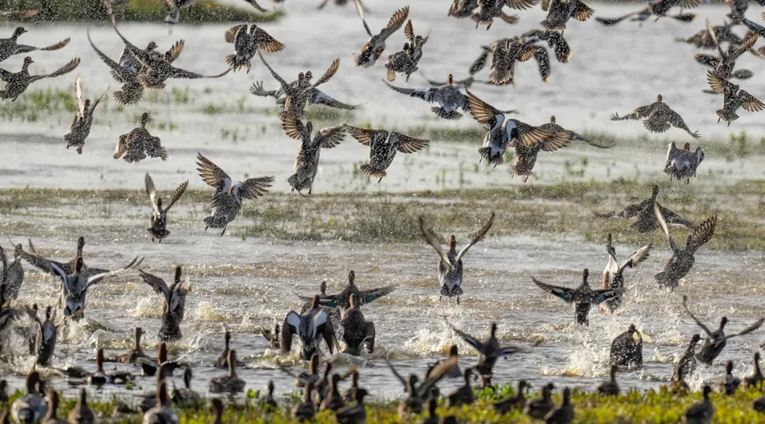 Waterfowl Migration: The Mississippi and Central Flyways (Image Credits: Unsplash)