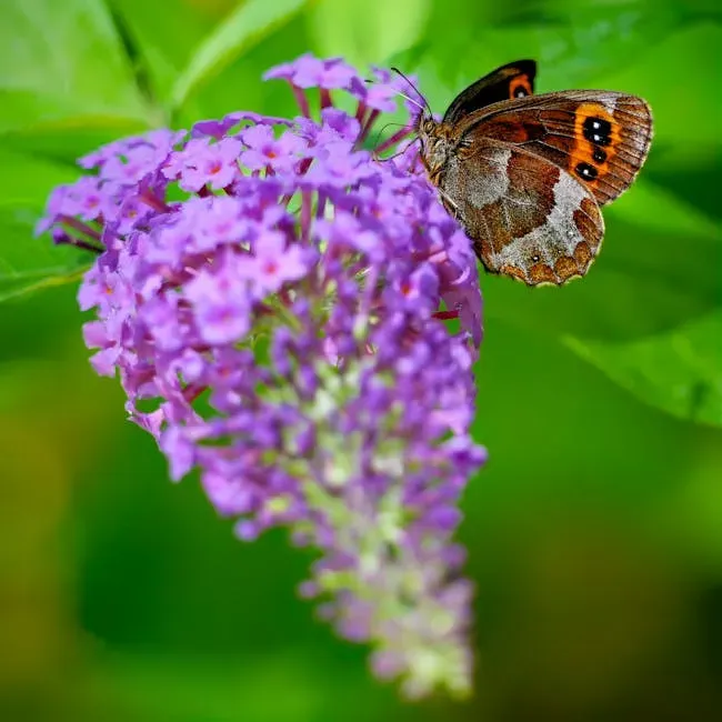 Butterfly Bush (Buddleia): Nectar-Rich but Handle With Care (Image Credits: Pexels)