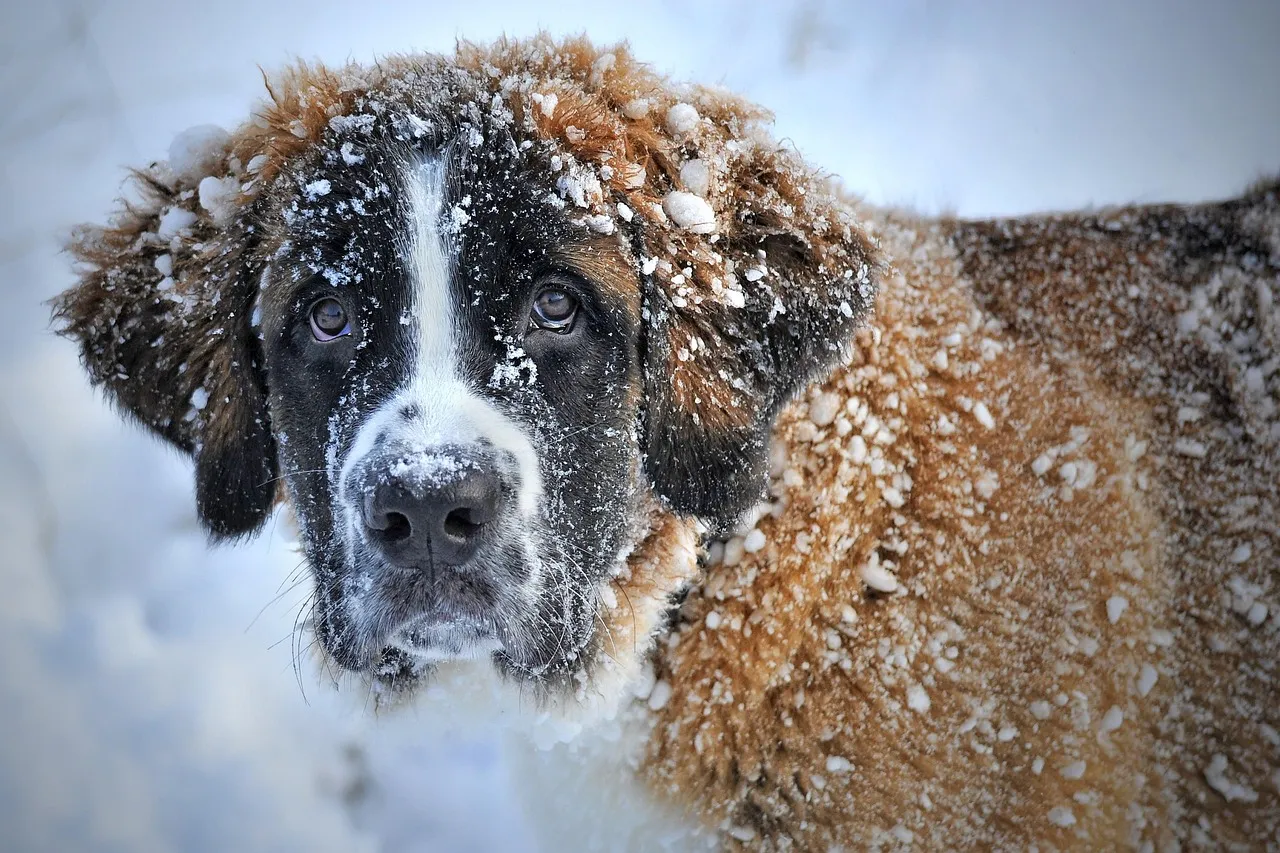 34. Bernese Mountain Dog: Built for Swiss Hills, Not Small Apartments (Image Credits: Pixabay)