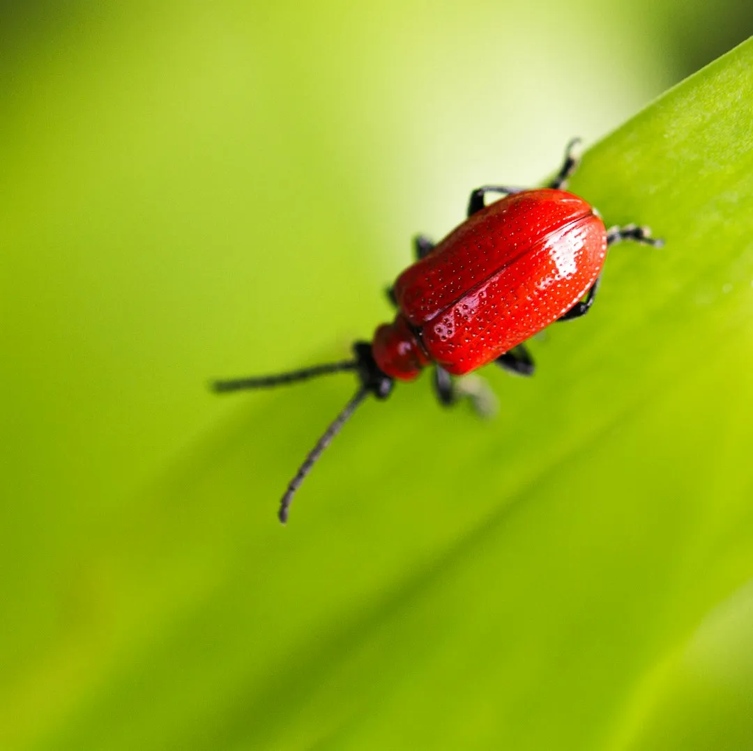 8. Learning Local Pests Before Panicking Over Dying Plants (Image Credits: Unsplash)