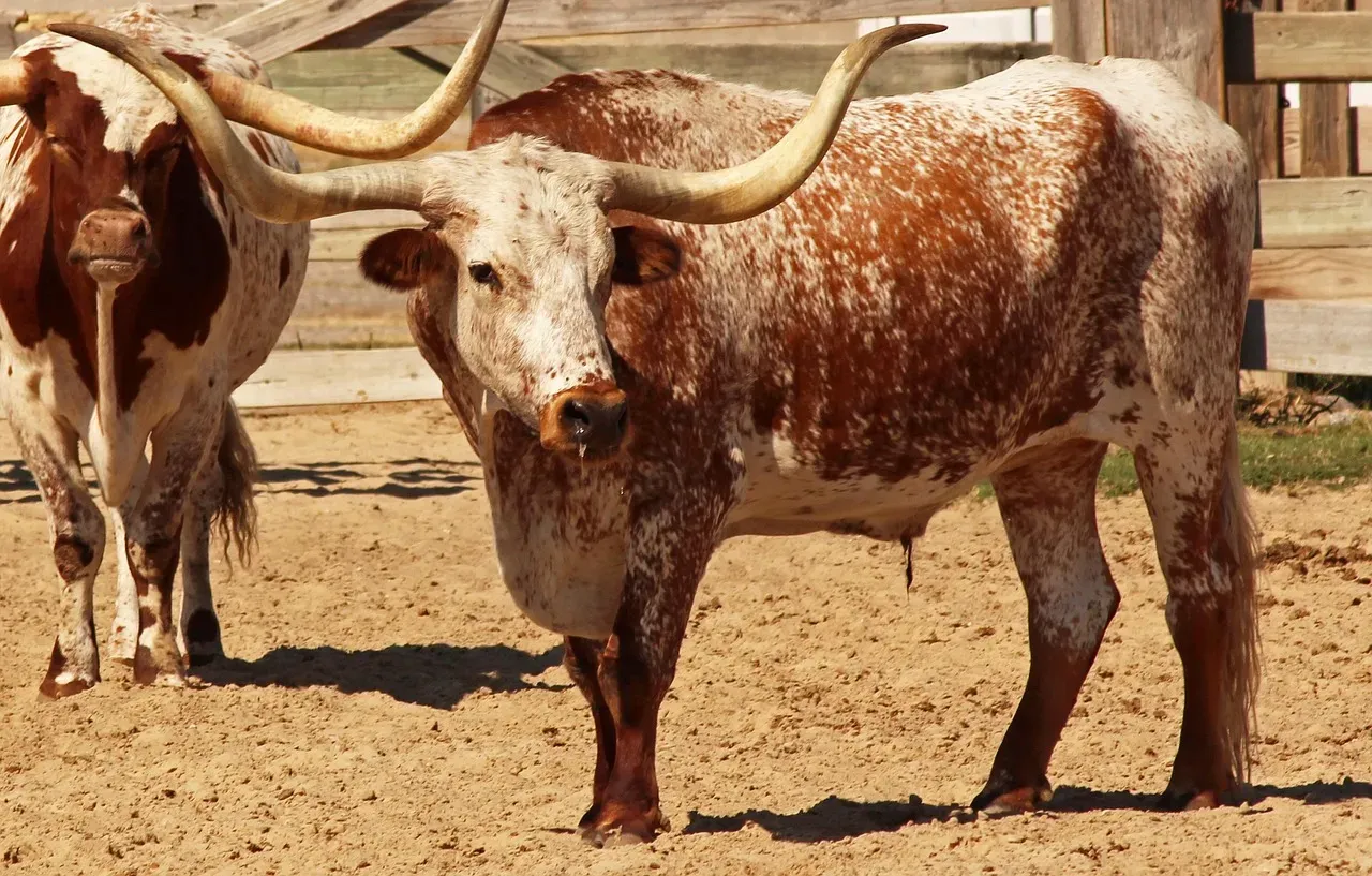 Taurus (April 20 &ndash; May 20): The Texas Longhorn (Image Credits: Pixabay)
