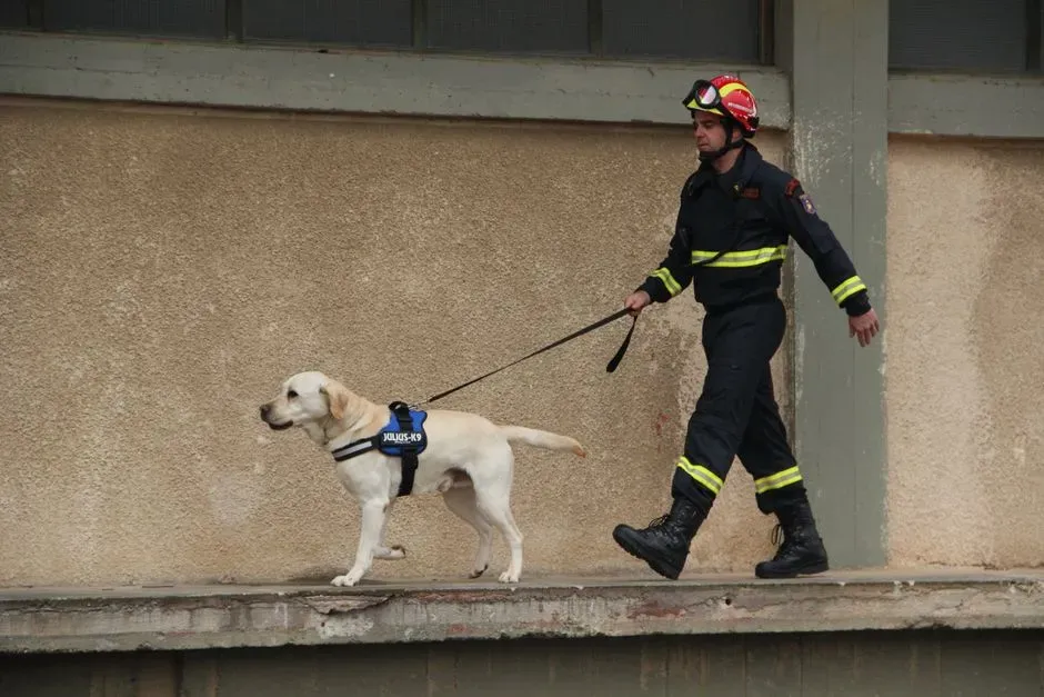 11. Curly: The Dog Who Woke His Owner Before the Smoke Alarm Did (Image Credits: Pexels)
