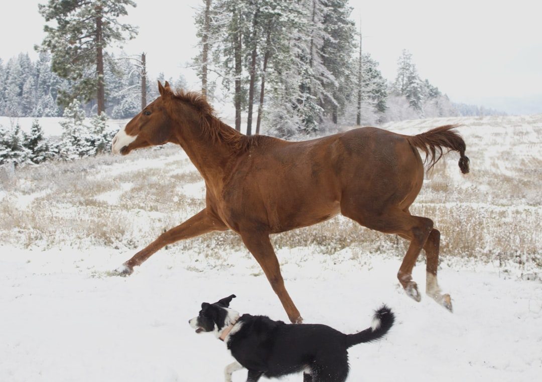 Scorpio: The Intense Bond-Forming Stallion (Image Credits: Unsplash)