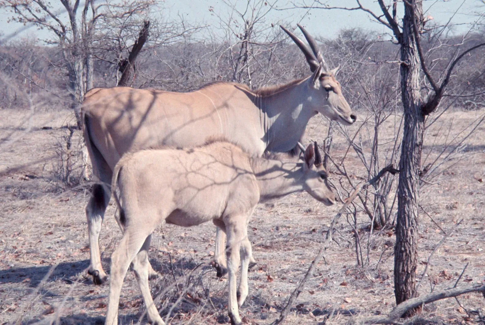 Nomads With a Nose for Rain (Image Credits: Wikimedia)