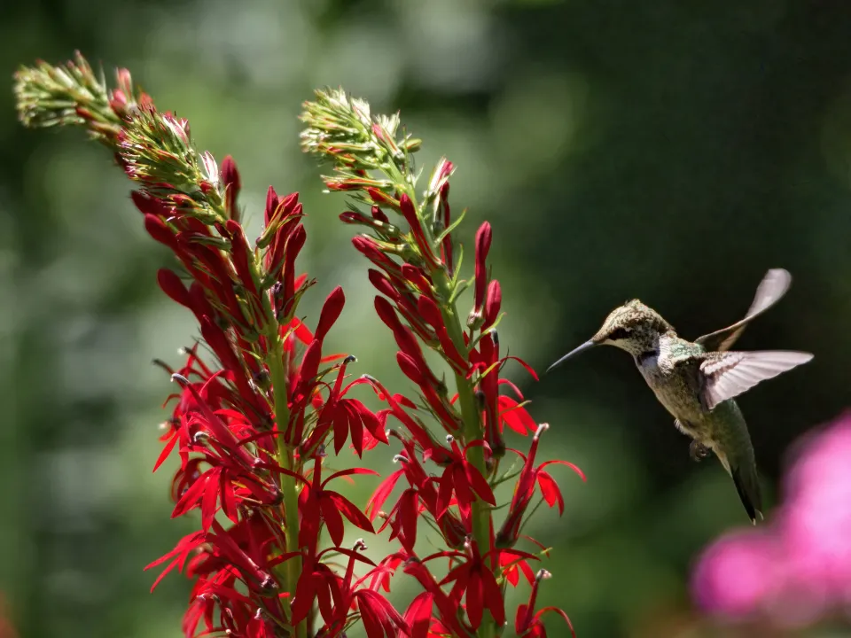 #14 - Bills Evolving in a Two-Way Arms Race With Flowers (Image Credits: Stocksnap)