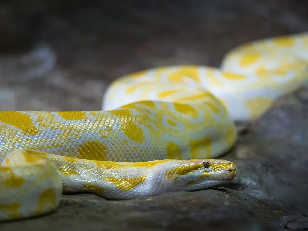 12. Burmese Python - The Invasive Giant Reshaping the Everglades (Image Credits: Unsplash)