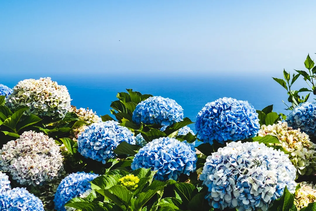 #21 - Hydrangeas: Giant Blooms, Almost No Payoff (Image Credits: Unsplash)