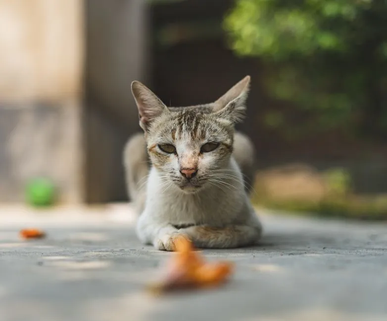 #1: They Wait for You Before They Finally Let Go (Image Credits: Pexels)