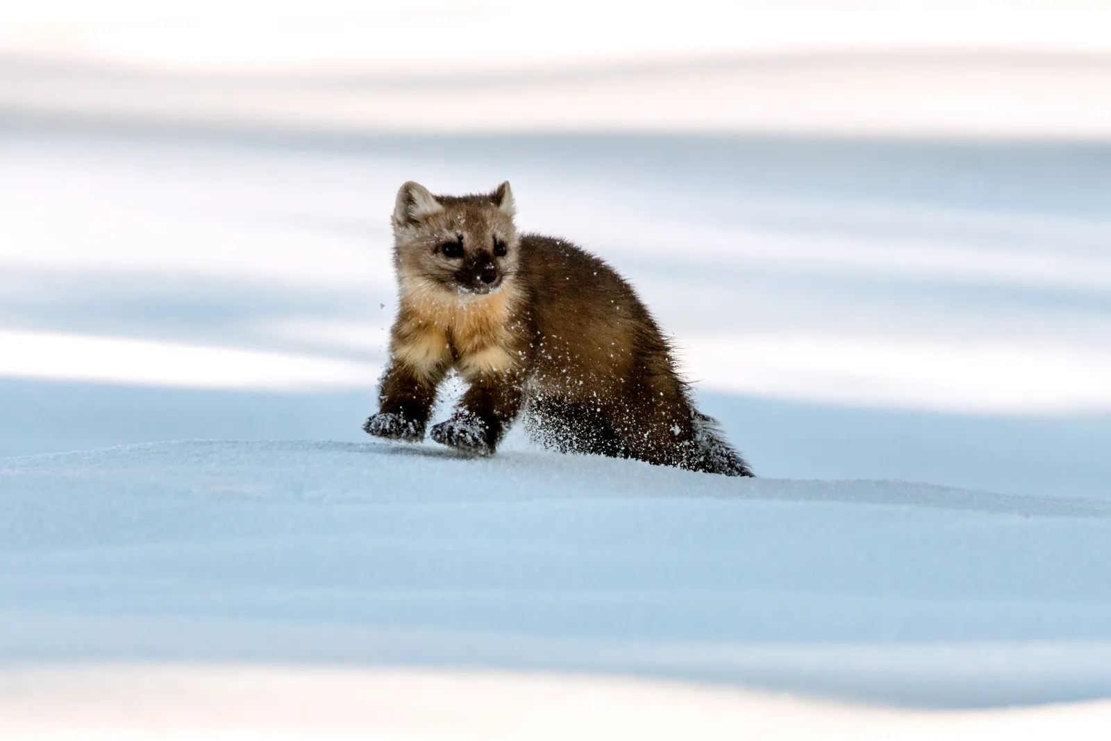 8. American Martens and Fishers: The Forest’s Stealth Operators (NPGallery, Public domain)