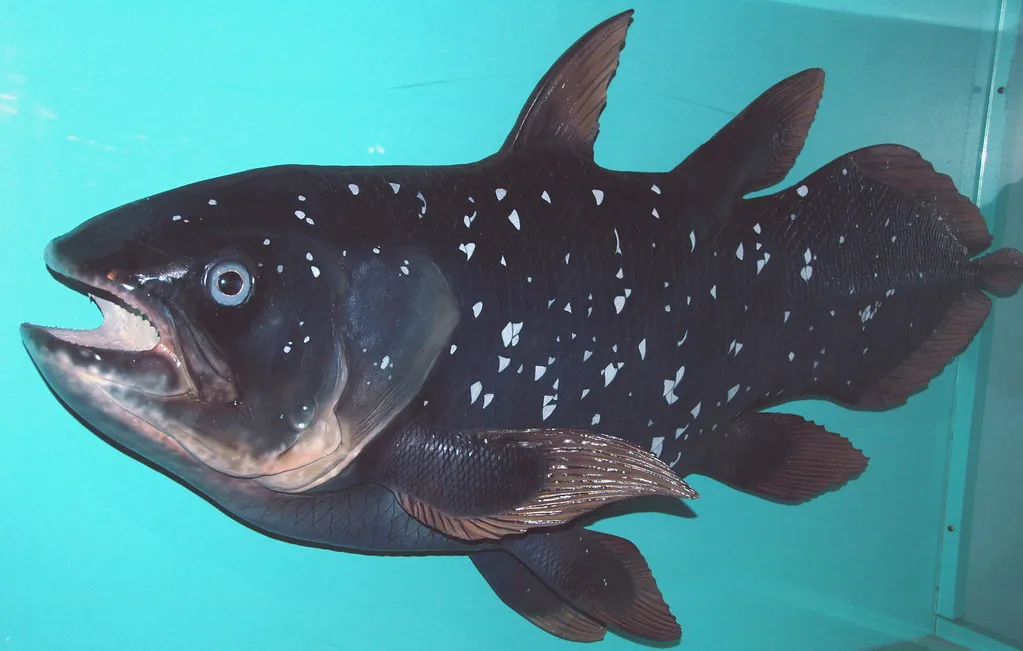 Coelacanth: The Living Fossil (James St. John, Flickr, CC BY 2.0)