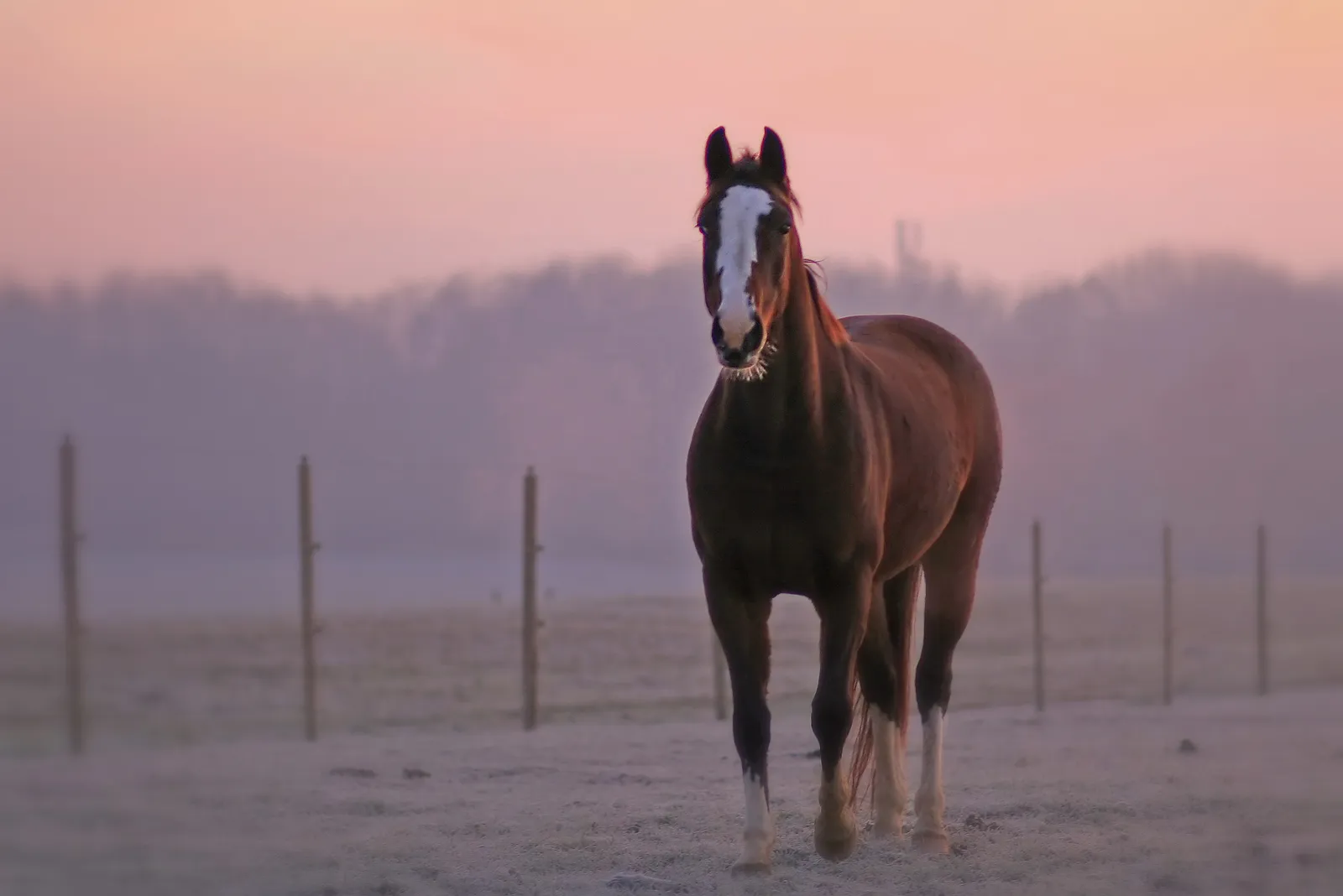 1. Soft Eyes and a Relaxed Face (Happy) (Morning horse, CC BY-SA 2.0)