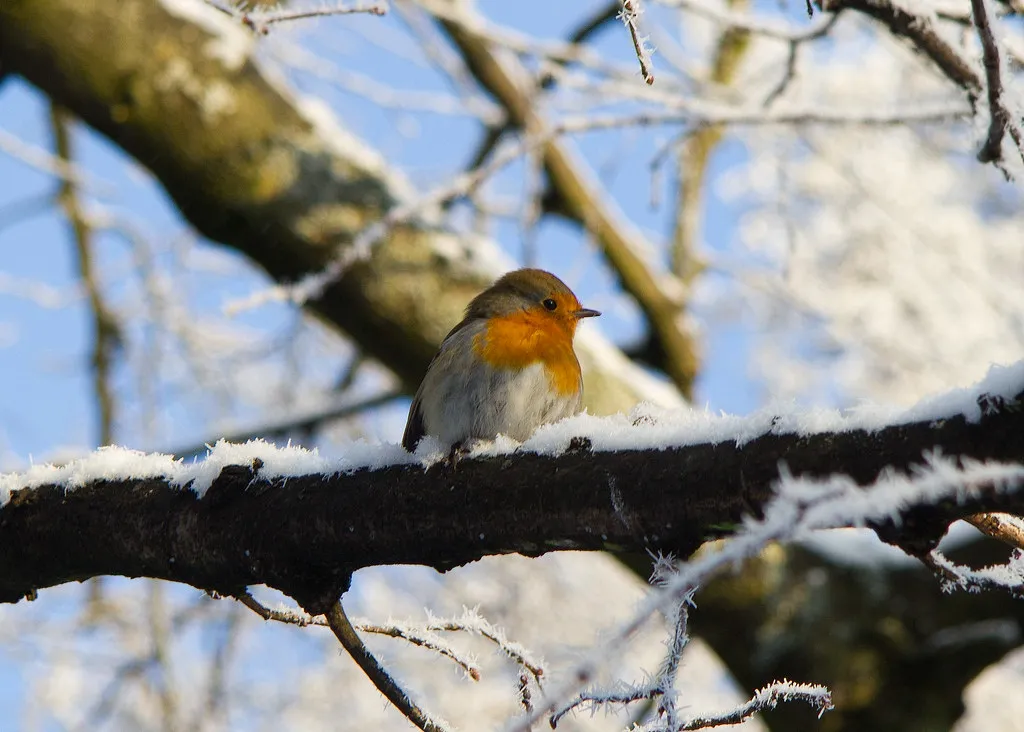 How Robins Survive When Temperatures Plunge (Ian D, Flickr, CC BY 2.0)