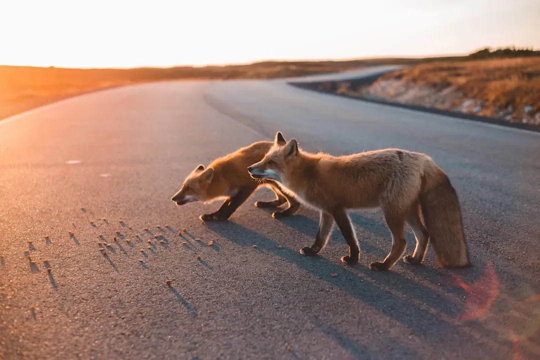 Traffic Lights and Survival Instincts Clash Daily (Image Credits: Unsplash)