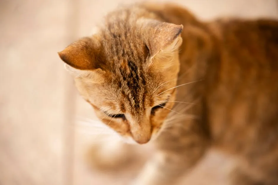 #11 - Reacting Less To Sounds, Voices, Or Even The Treat Bag (Image Credits: Pexels)