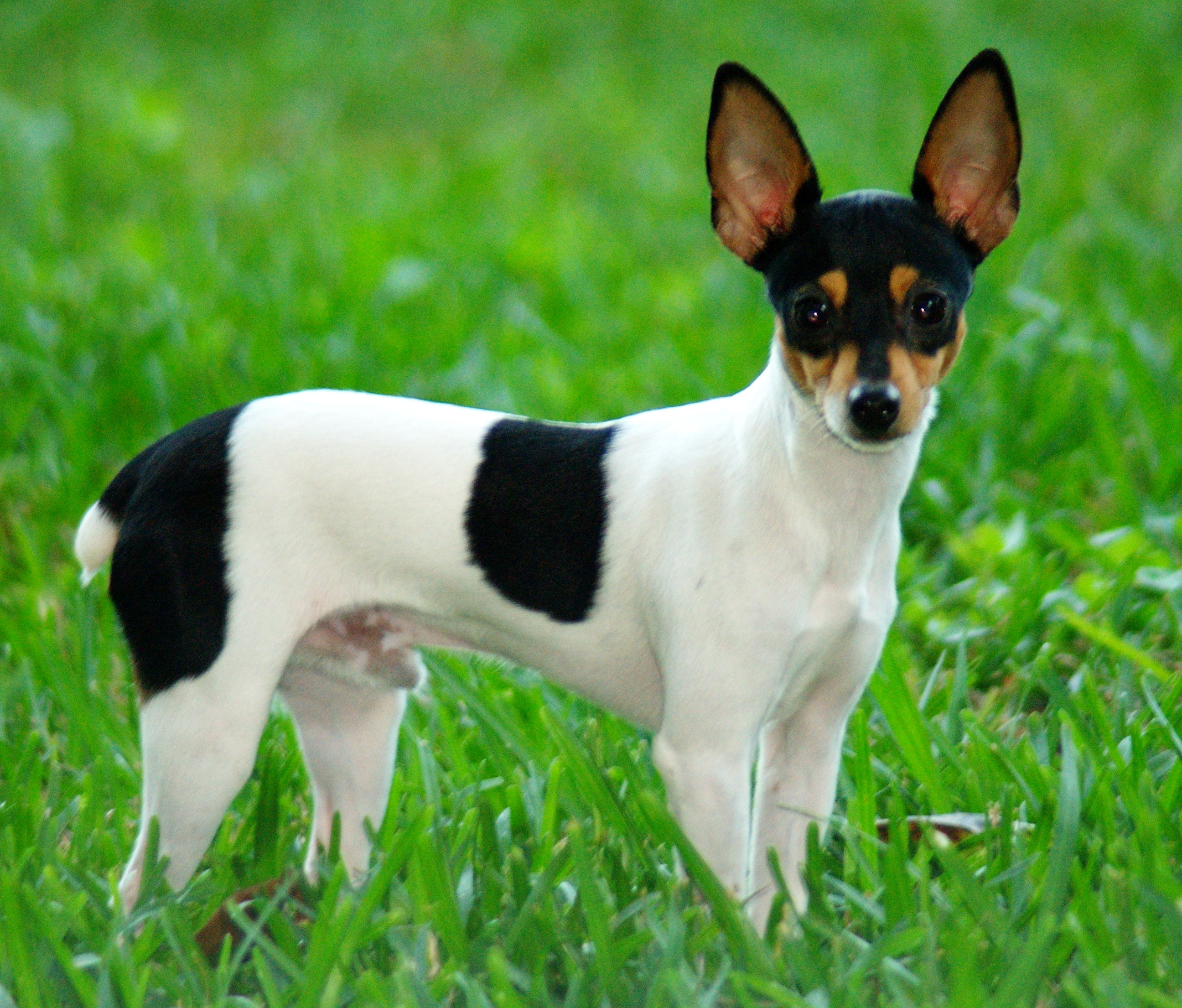 20. Toy Fox Terrier (Image Credits: Wikimedia)