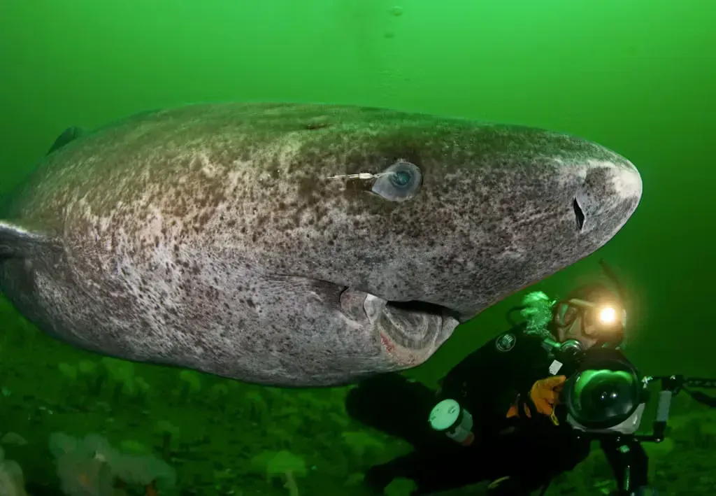 Greenland Sharks: The Ocean's Timeless Predators (Image Credits: Source: https://images-bonnier.imgix.net/)