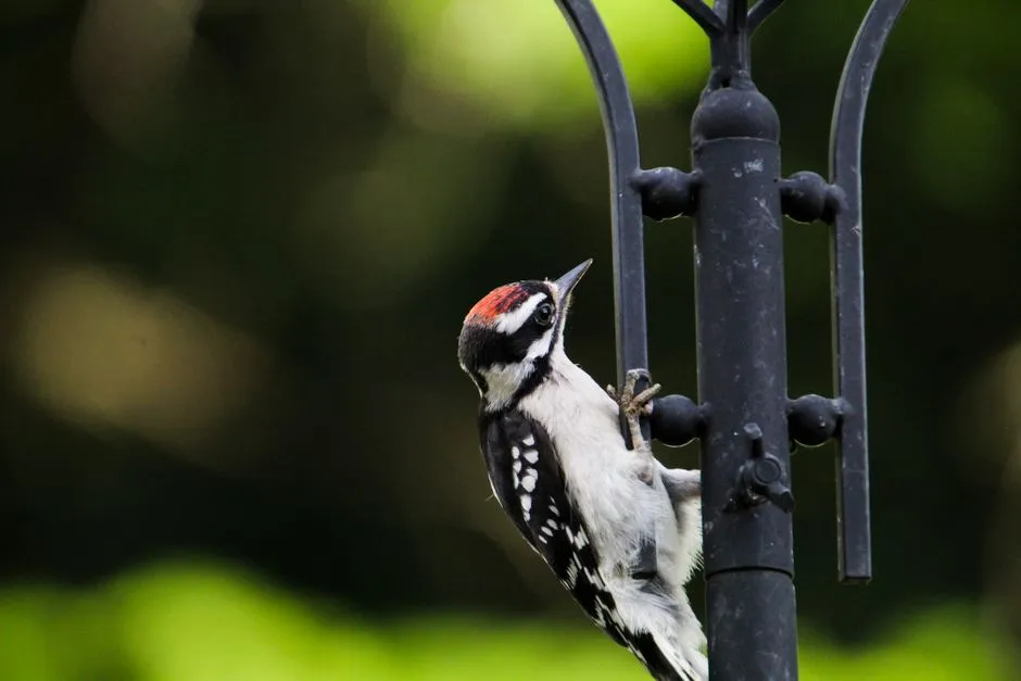 The Resonance of Metal: A Woodpecker's Amplifier (Image Credits: Pexels)