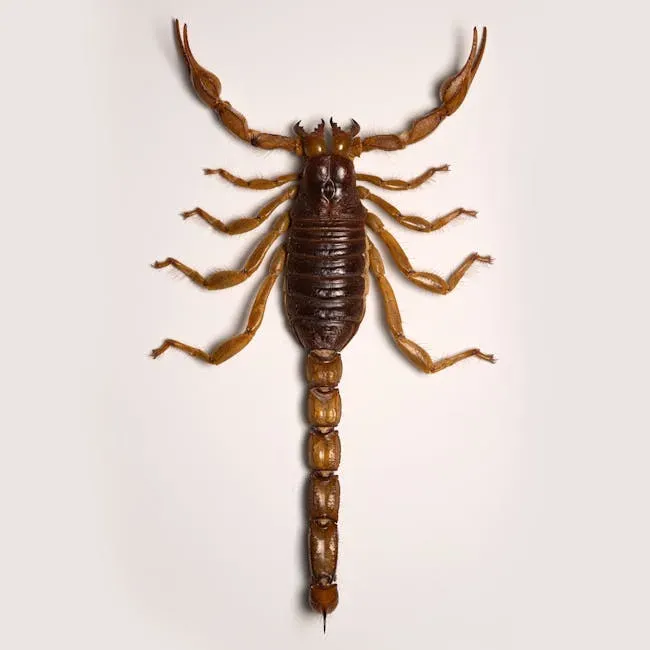 November: The Transformative Scorpion (Image Credits: Pexels)