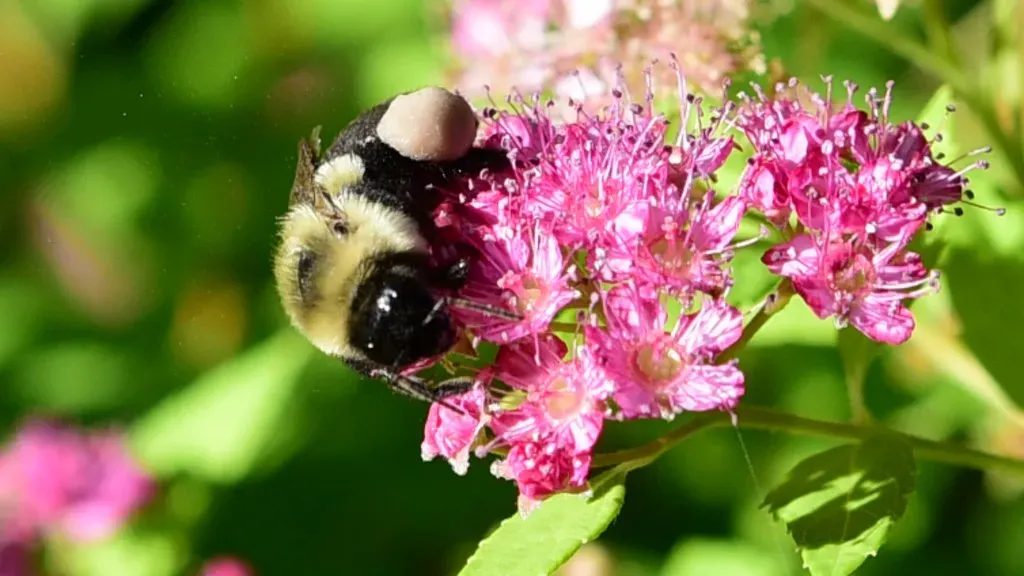 Bees: Pollination Powerhouses in Disguise (Image Credits: Flickr)