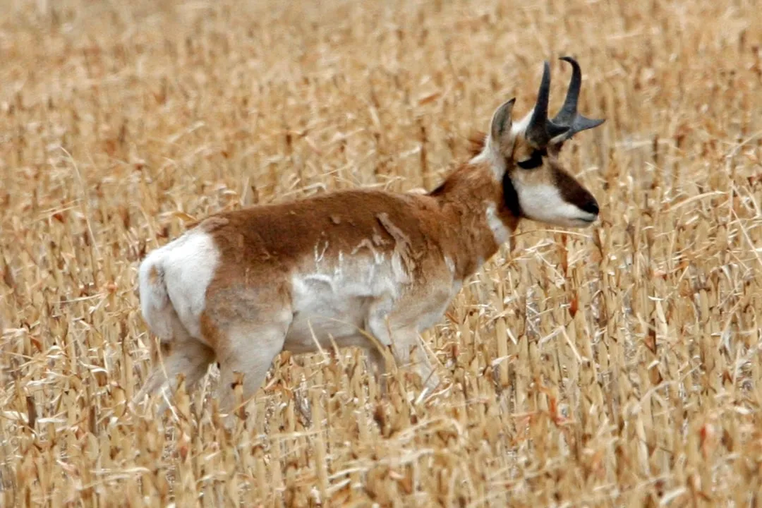 11. The Pronghorn: Racing Ghosts That No Longer Exist (Image Credits: Unsplash)