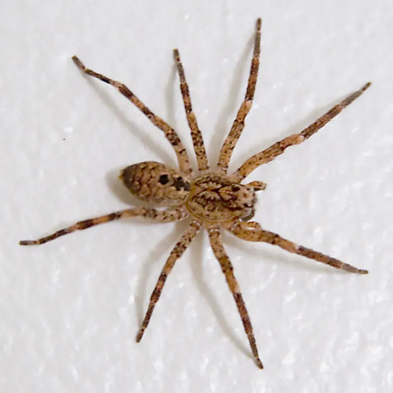 Bed Bugs and Spiders: The Year-Round Indoor Threat (erikogan, Flickr, CC BY-SA 2.0)