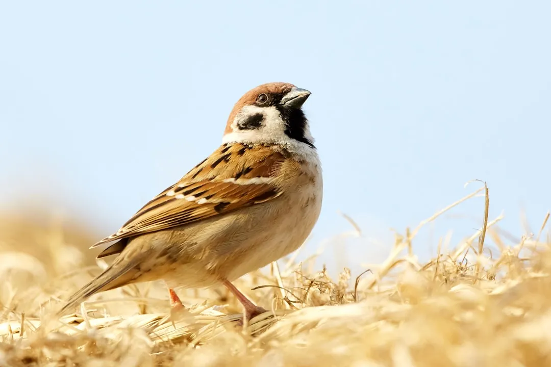 #30 - Tree Sparrows Nearly Vanished, Then Barely Recovered (Image Credits: Unsplash)