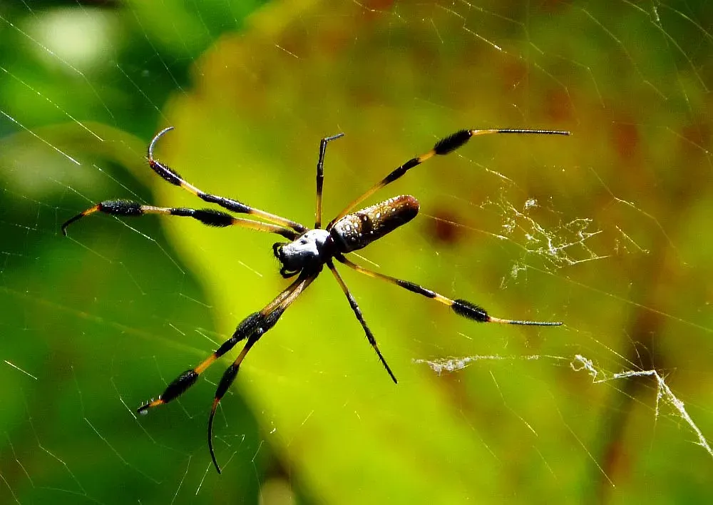 Gemini: The Brazilian Wandering Spider (Image Credits: Flickr)