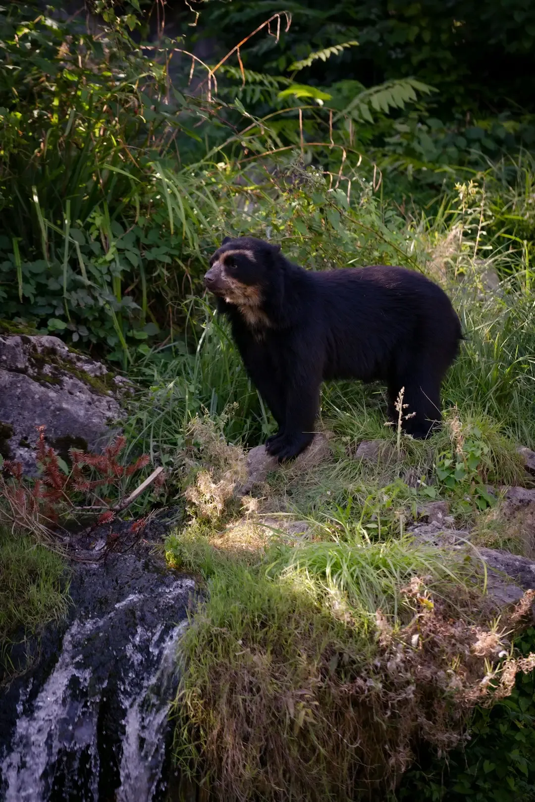 5. Oregon: Dense Forests, Dense Bear Population (Image Credits: Unsplash)