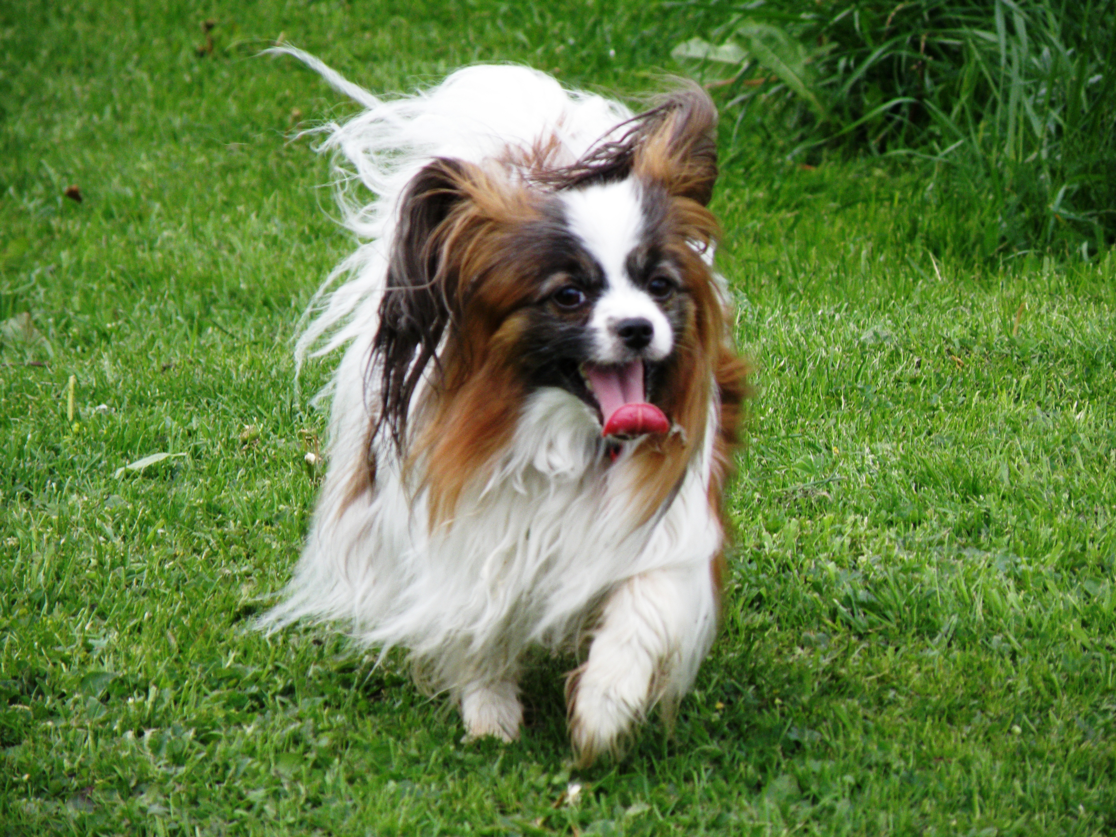 5. Papillon (Image Credits: Wikimedia)