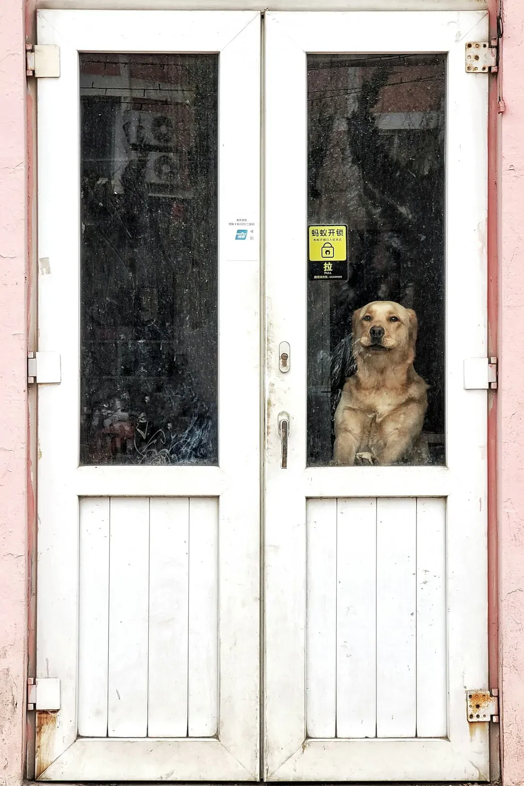 Impatient Door Pawing (Image Credits: Unsplash)