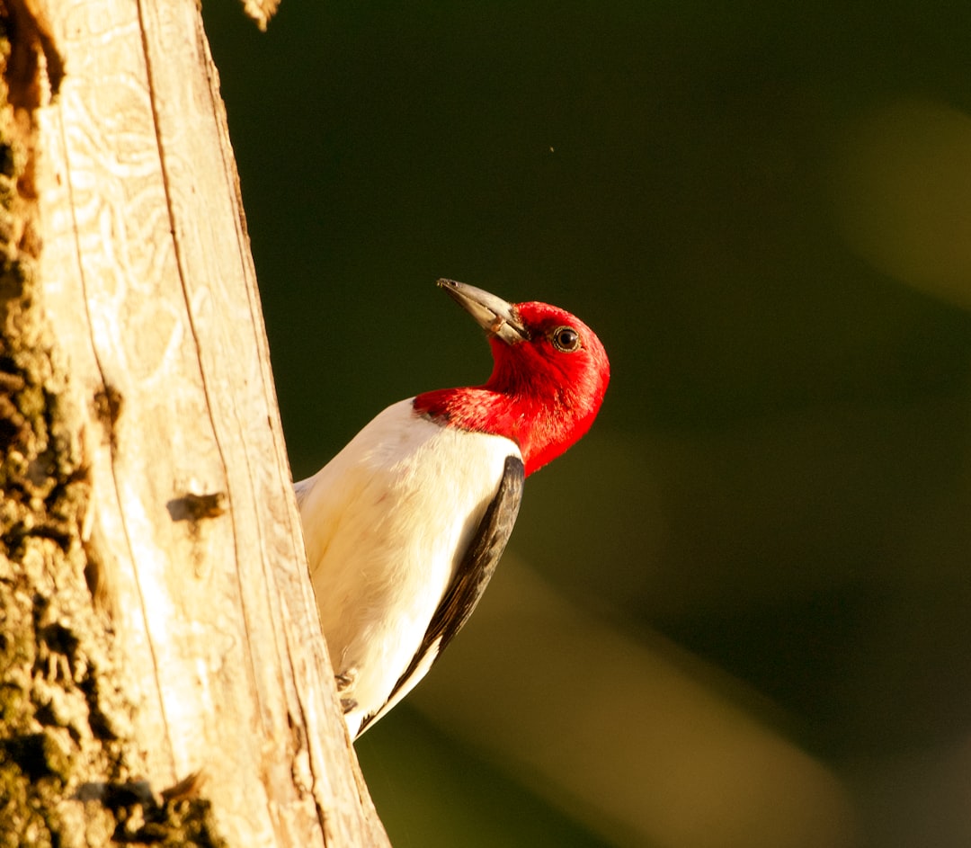 Red-cockaded Woodpecker: Forest Specialist Finds Its Way Back (Image Credits: Unsplash)