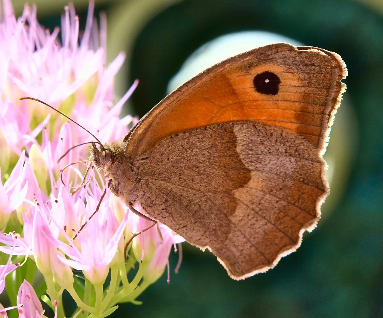 3. A Pesticide-Free, “Imperfect” Lawn Or Groundcover (Image Credits: Pixabay)