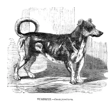 #15 - Turnspit Dog (By H Weir, Public domain)