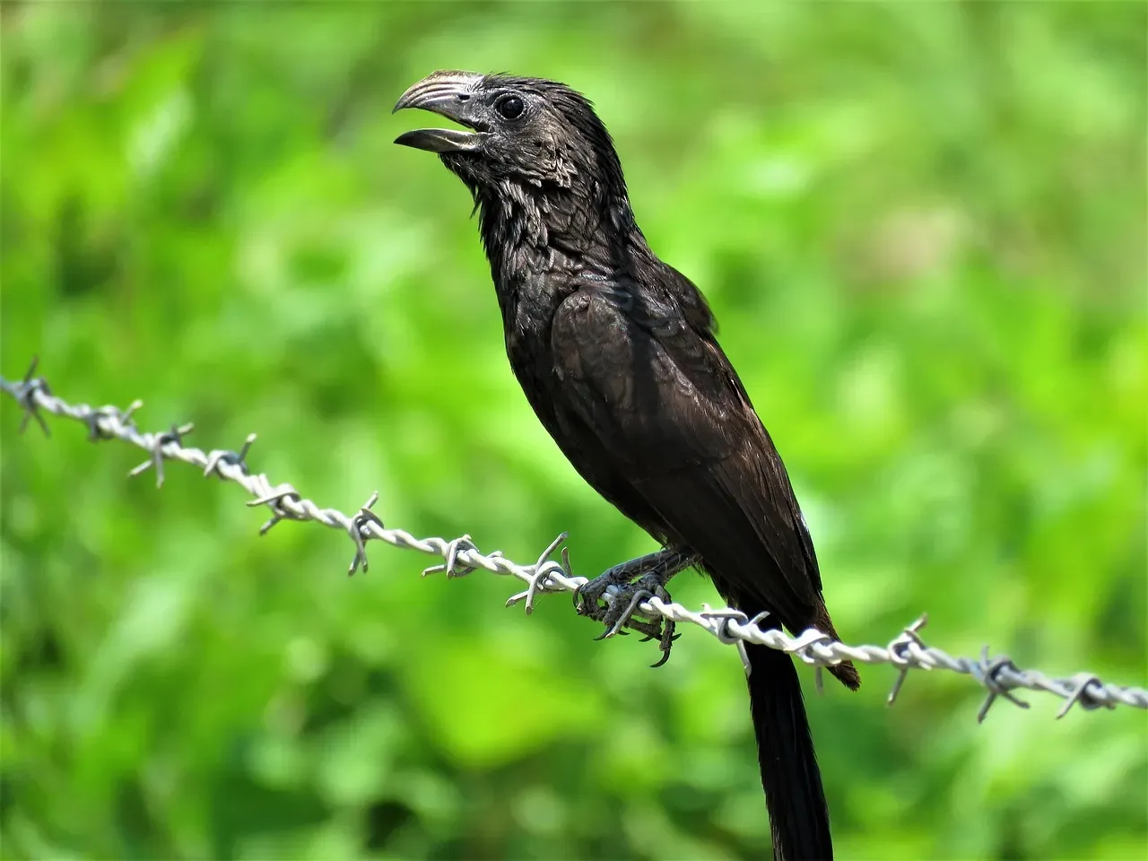 Smooth-Billed Ani (Image Credits: Pixabay)