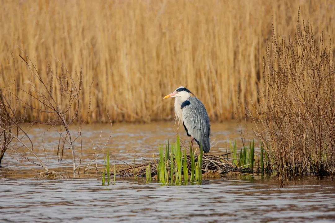 Predator Avoidance: The Stillness Strategy (Image Credits: Unsplash)