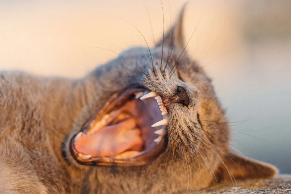 #9 Bad Breath, Dropping Food, or Pawing at the Mouth (Image Credits: Pexels)