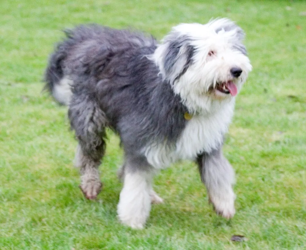 #4 - Old English Sheepdog (CC BY-SA 2.0)