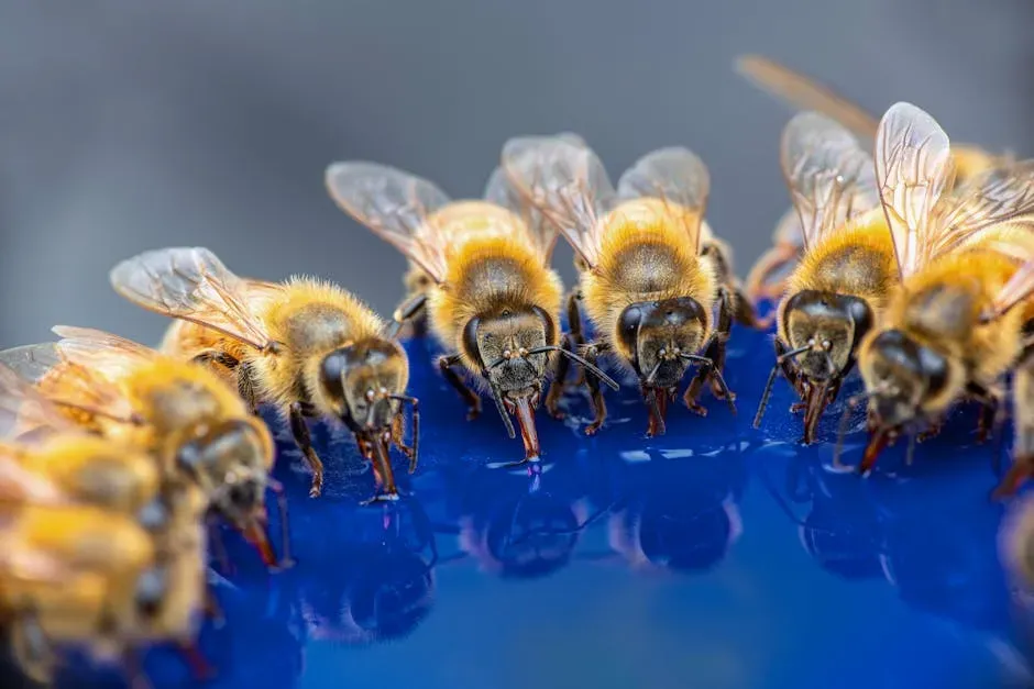 Give Pollinators a Drink of Water (Image Credits: Pexels)