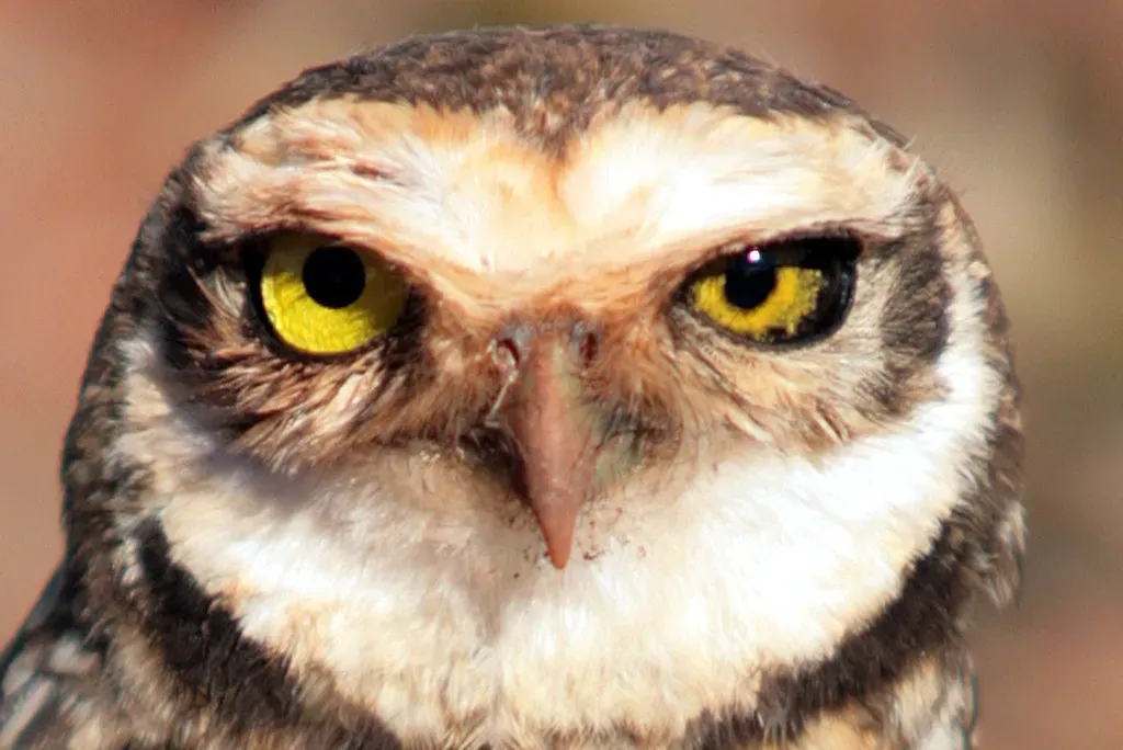 They're Found Almost Everywhere on Earth (Image Credits: Flickr)