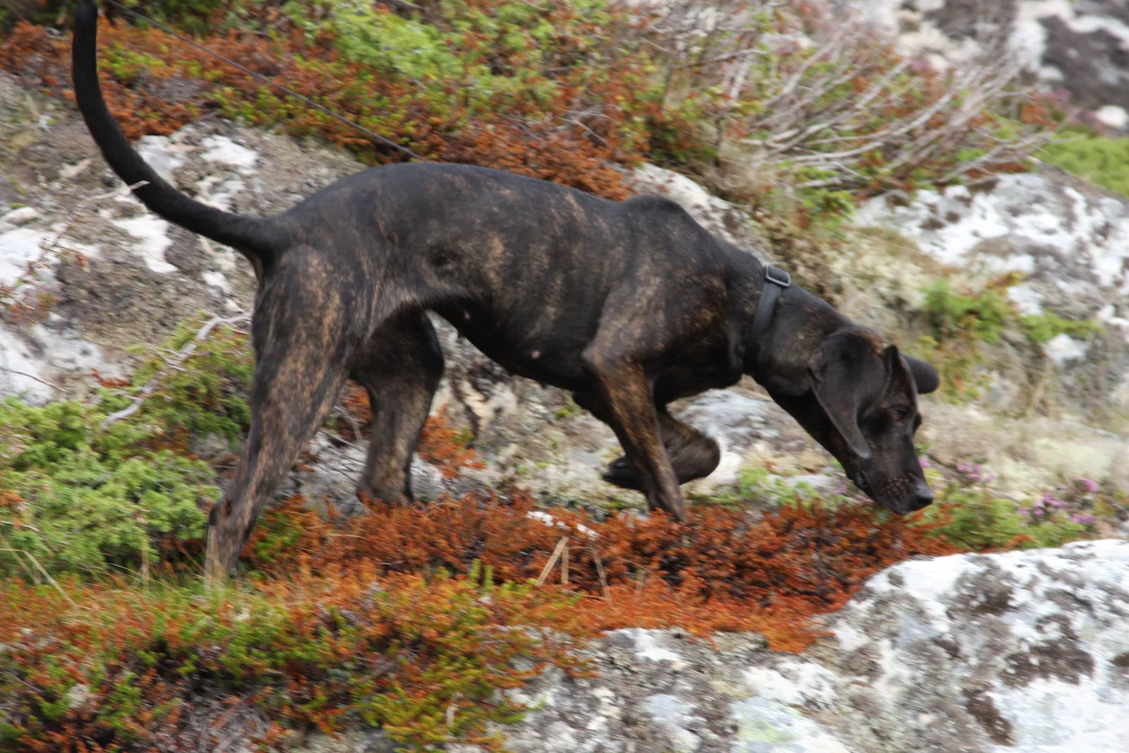 #6 - Plott Hound (Own work Eget bildearkiv, CC BY-SA 3.0)