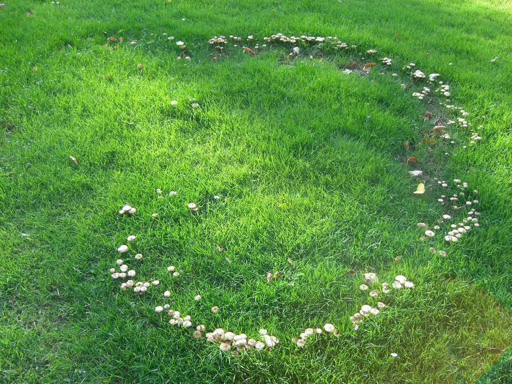 Folklore and Legends Surrounding Fairy Rings (Olivier Bruchez, Flickr, CC BY-SA 2.0)