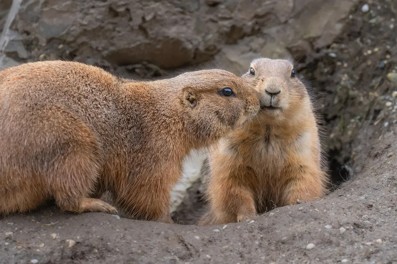 10. Prairie Dogs: The Underground Town Planners (Image Credits: Pixabay)