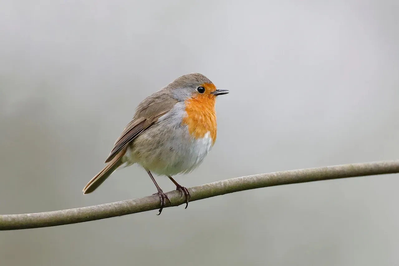 March: The Loyal Robin Companion (Image Credits: Pixabay)