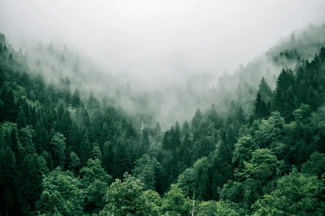 #3 - Forests That Build Their Own Weather Systems (Image Credits: Unsplash)