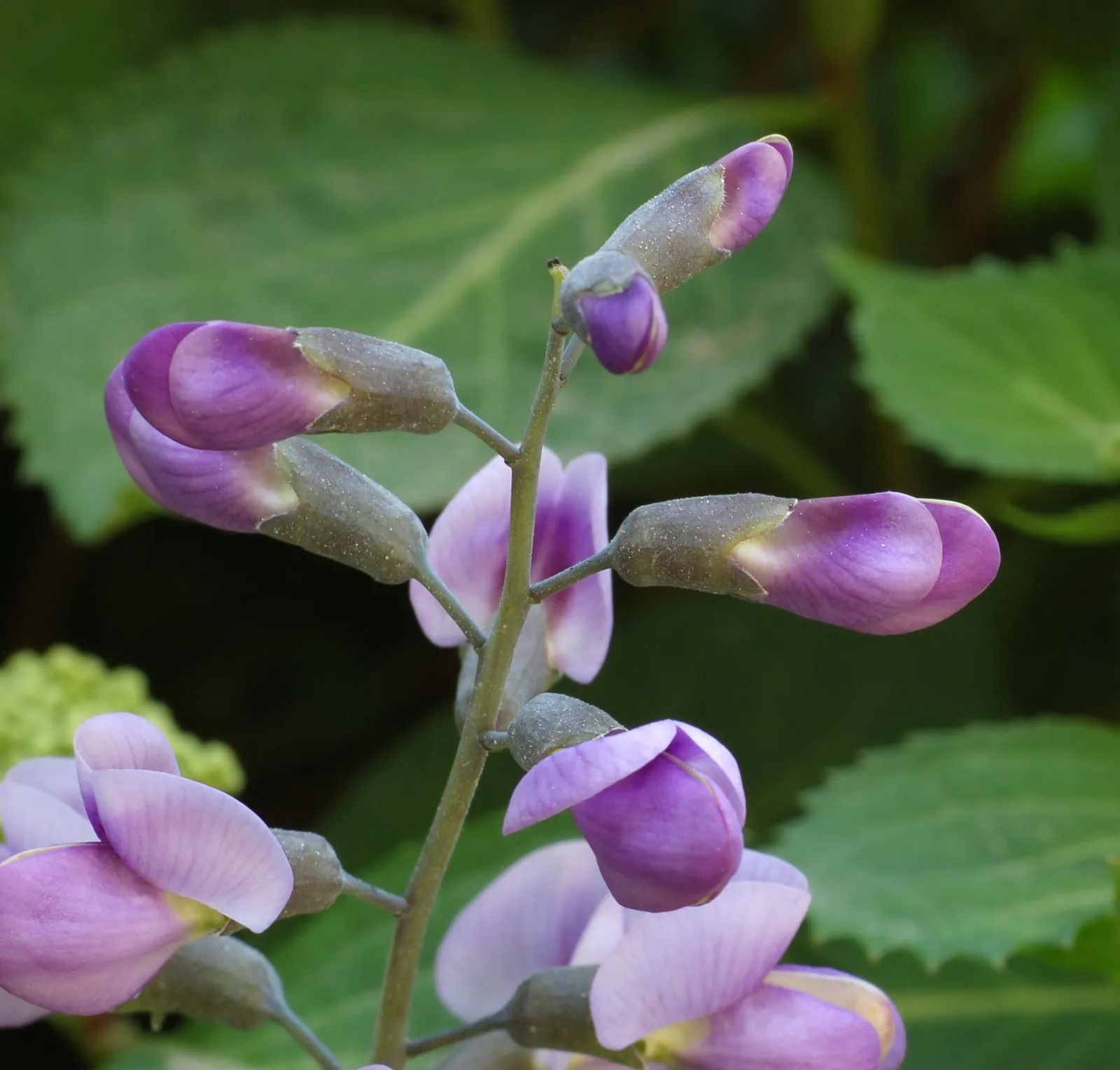 #7 - Baptisia: False Indigo That Builds Long-Term Patches (Self-photographed, GFDL 1.2)