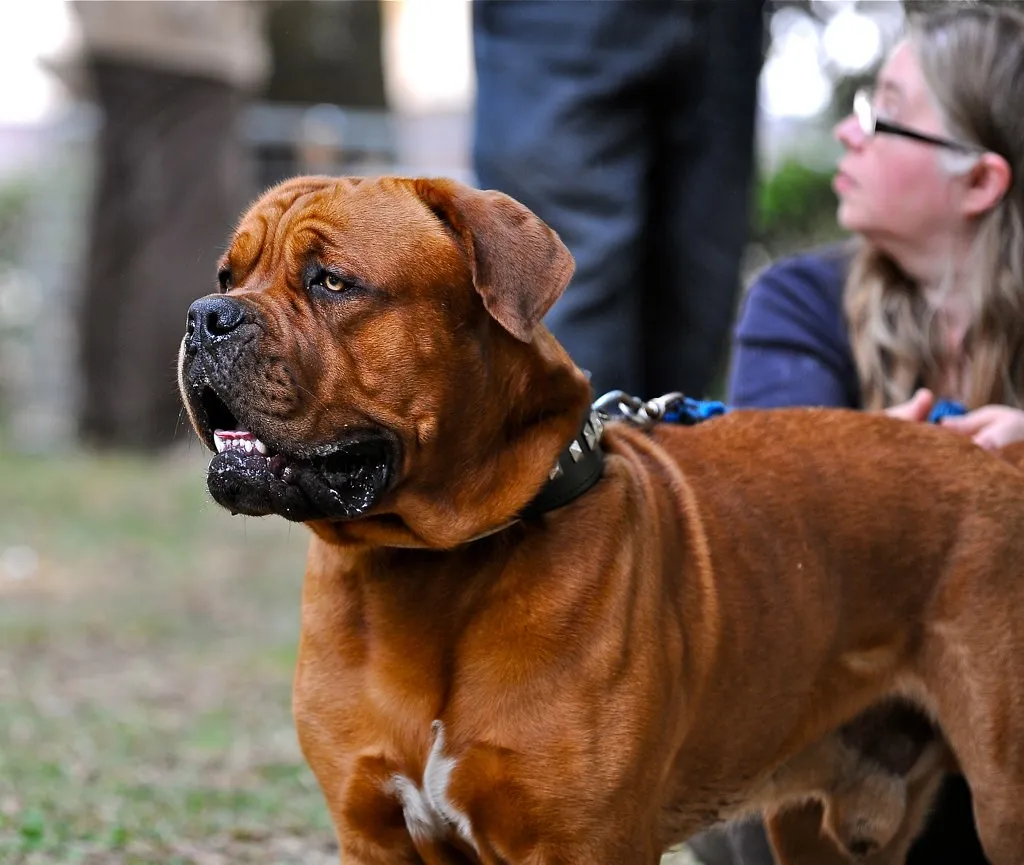 Dogue de Bordeaux (Claudio Gennari ..."Cogli l'attimo ferma il tempo", Flickr, CC BY 2.0)